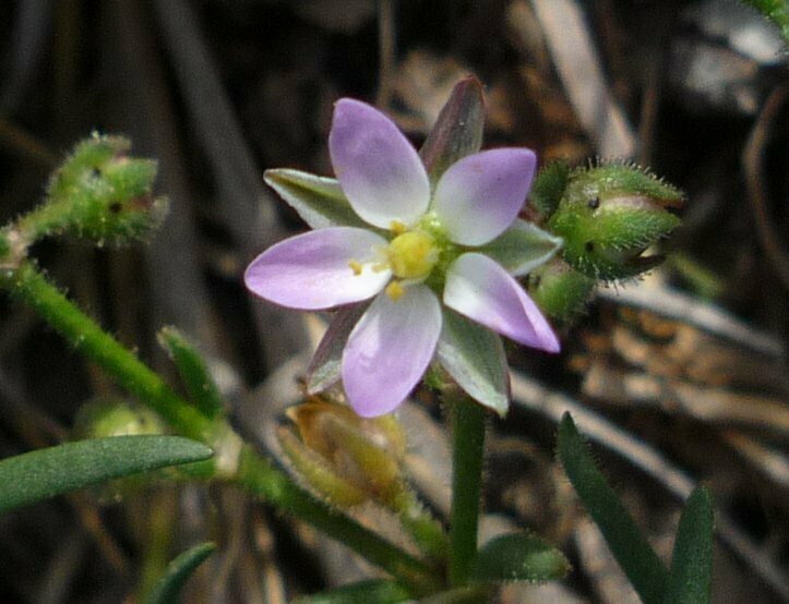 High Resolution Spergularia macrothea Flower